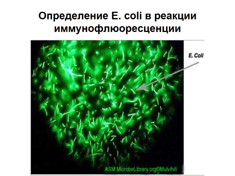 Определение E. coli в реакции иммунофлюоресценции